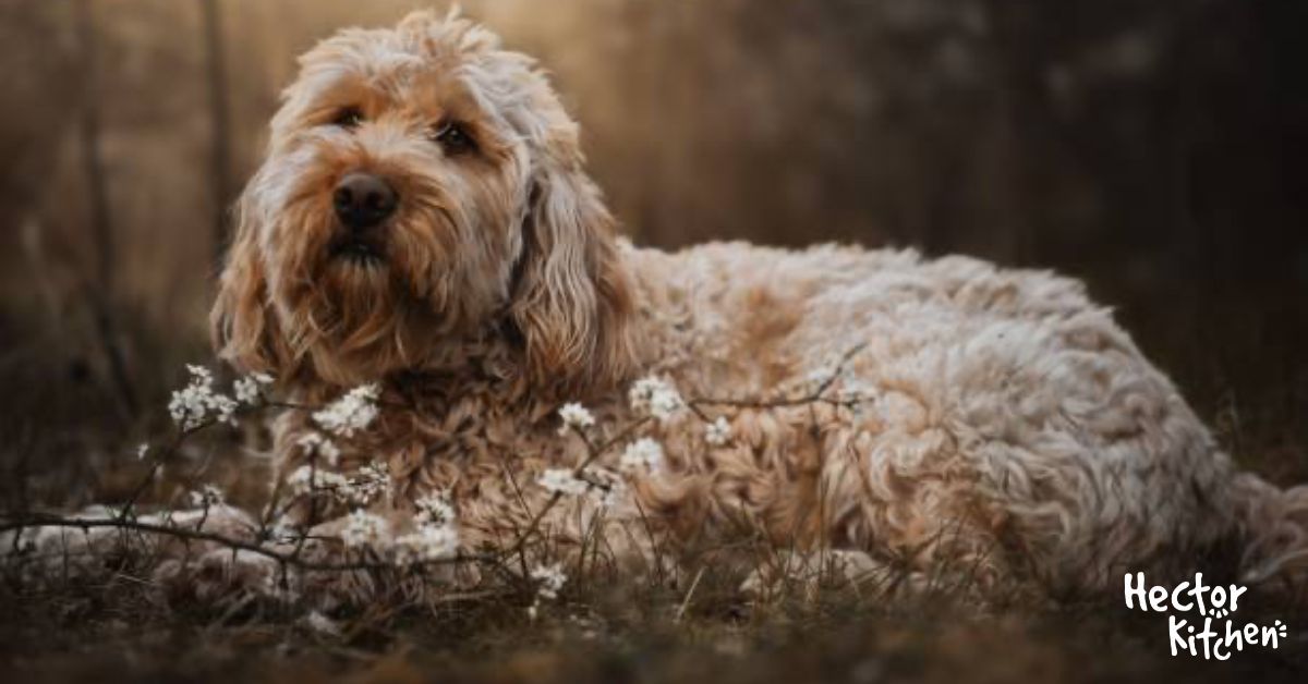 ¿Por qué elegir un Otterhound? Historia, cuidados y personalidad