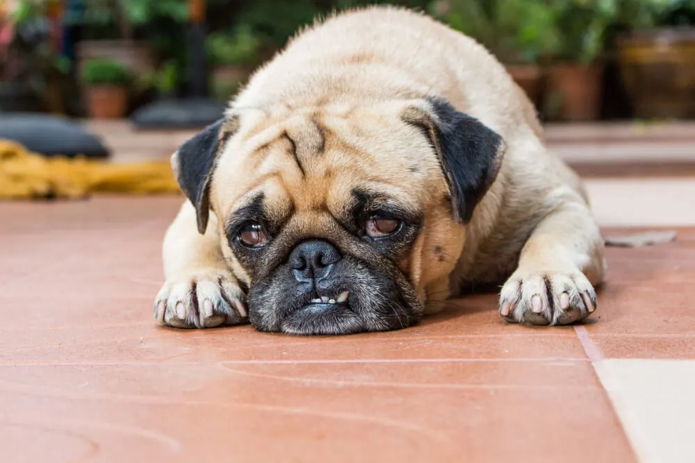 SCJN valida leyes contra el maltrato animal en la Ciudad de México y refuerza la protección a los animales