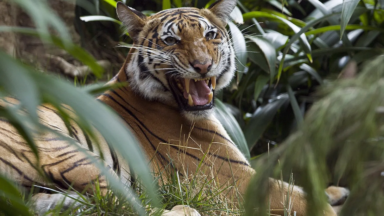 Los barcos pesqueros y el tráfico de tigres: una crisis silenciosa