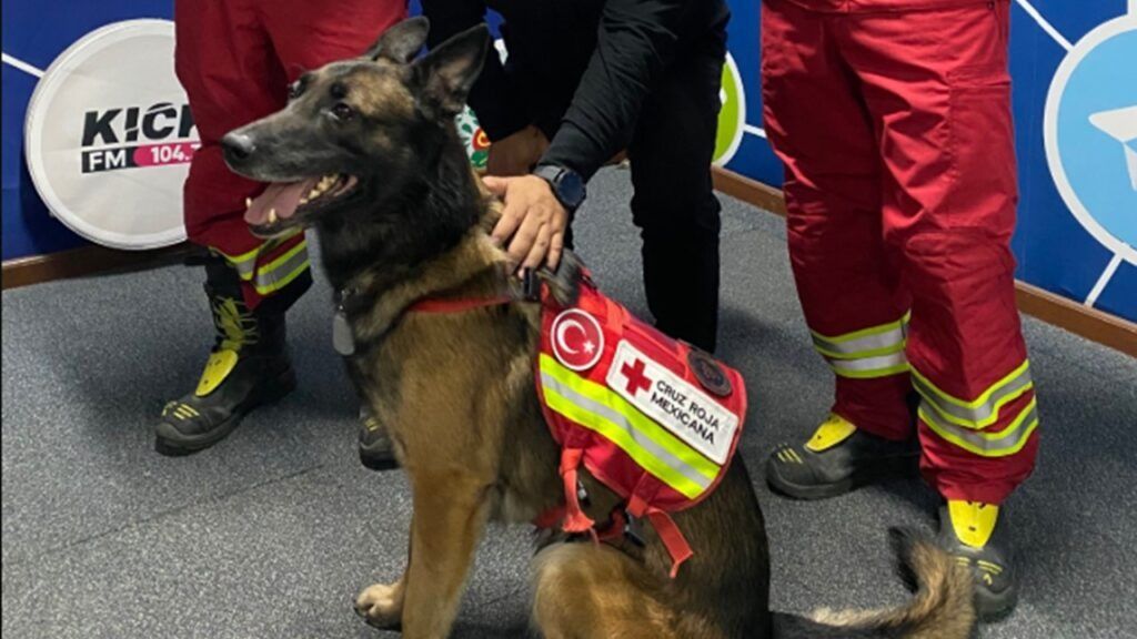 Rex, el perro rescatista que dedicó su vida al servicio, muere tras una larga enfermedad