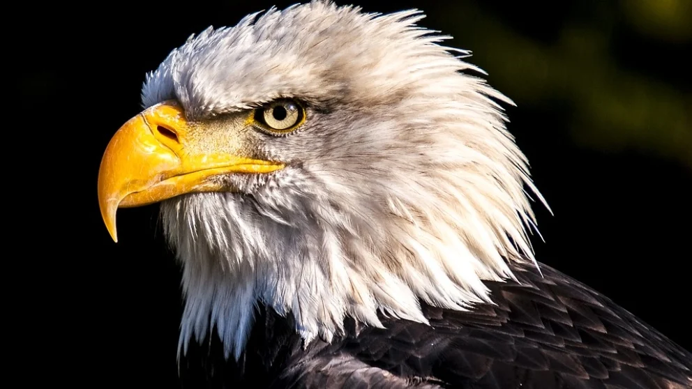 Gripe Aviar Mortal: Águilas Calvas Protegidas en Florida Caen Víctimas de Nueva Cepa