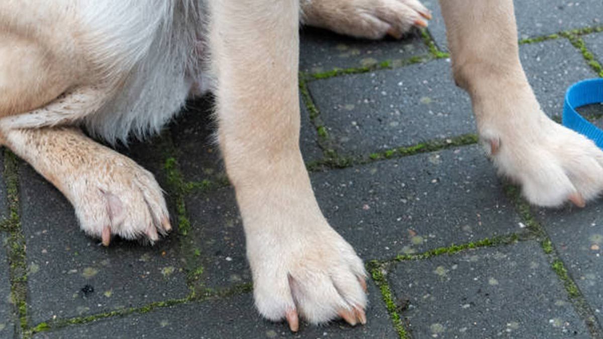 ¿Es normal que las patas de los perros huelan a “Cheetos”?