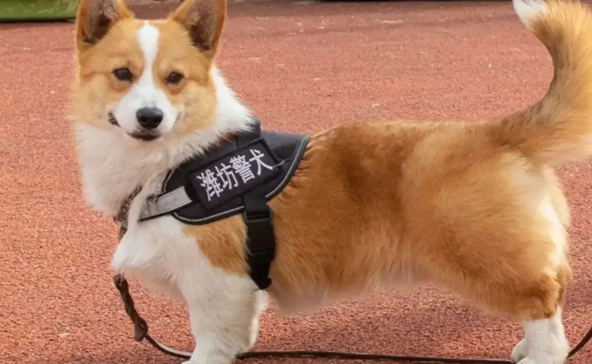 Fuzai, el primer corgi policía de China