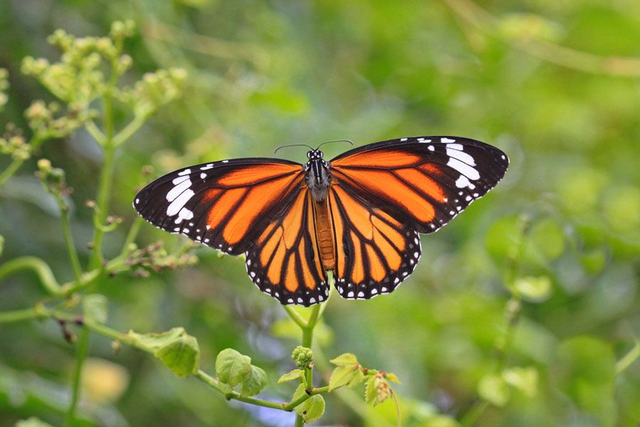 El arte de la fotografía al servicio de las mariposas monarca