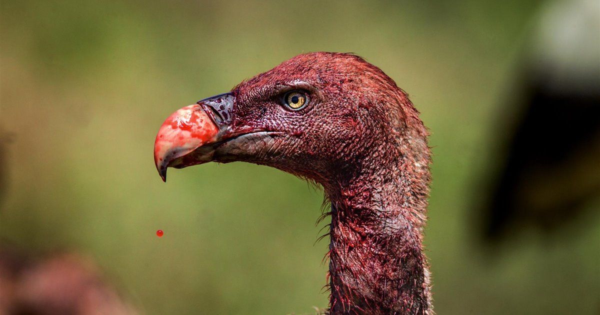 Buitre americano: defensa ácida y su rol esencial en la naturaleza