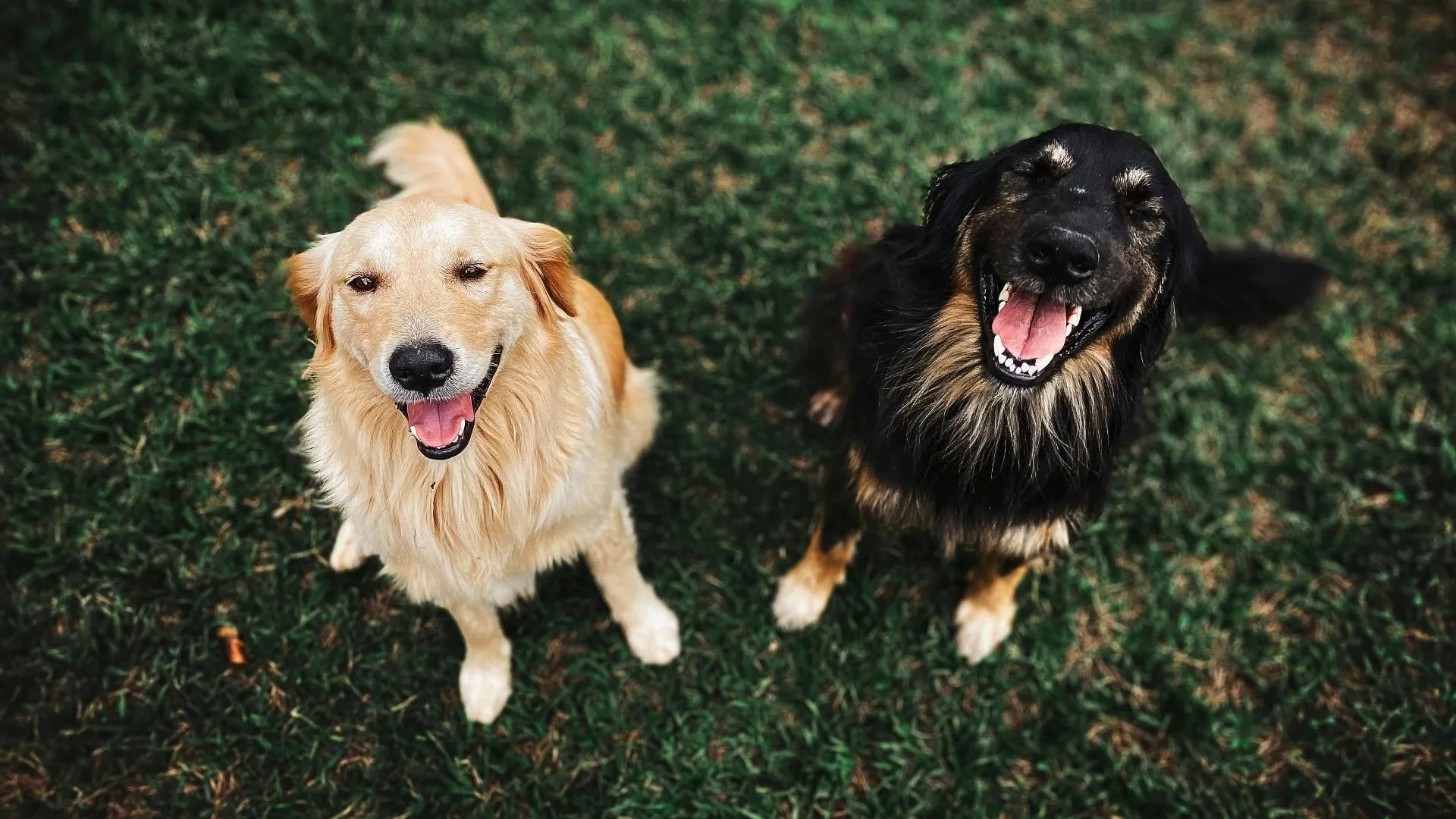 CDMX refuerza el bienestar animal con el Código de Colores para mascotas