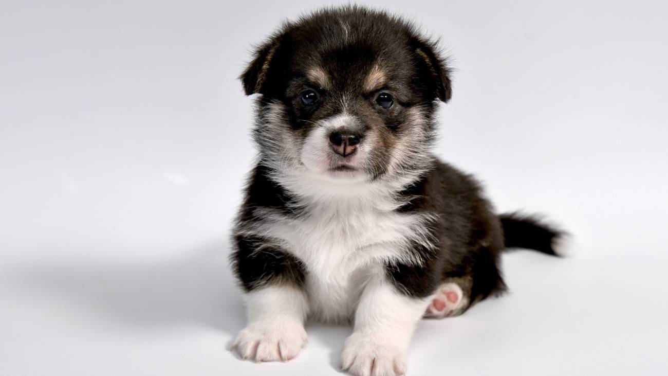 Razas de perros con bigotes prominentes y su función especial